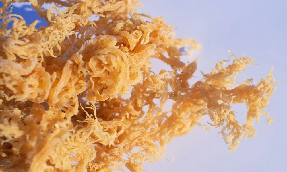 How To Use Sea Moss The Sea Moss Harvest 8156